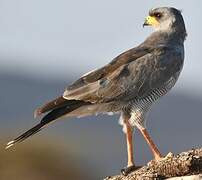 Eastern Chanting Goshawk