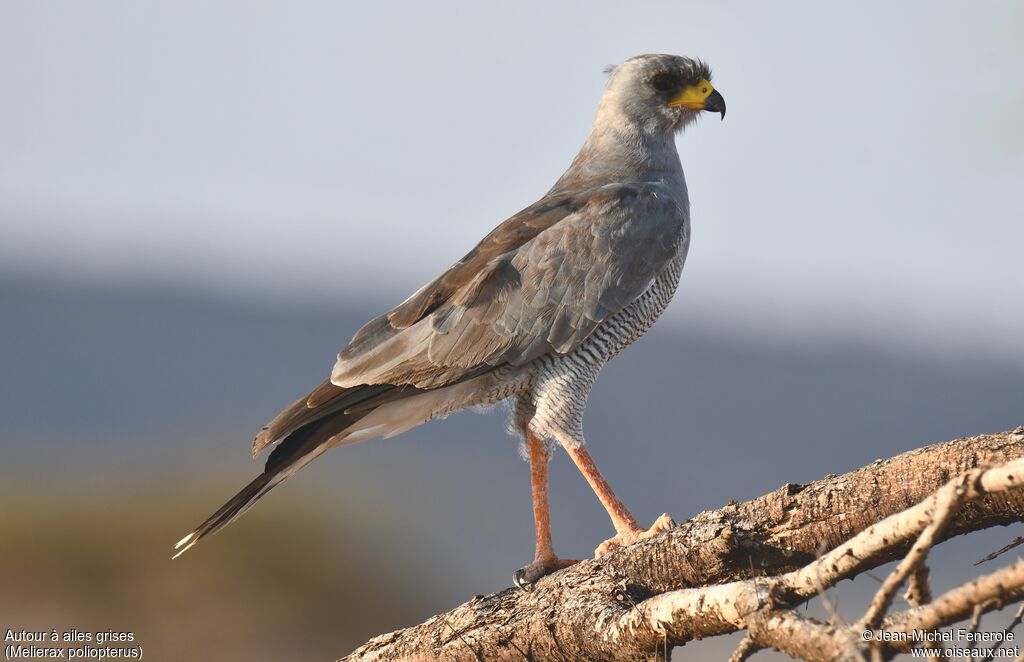 Eastern Chanting Goshawk