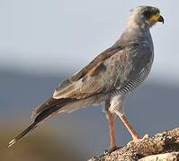 Eastern Chanting Goshawk