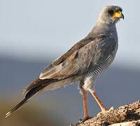 Eastern Chanting Goshawk