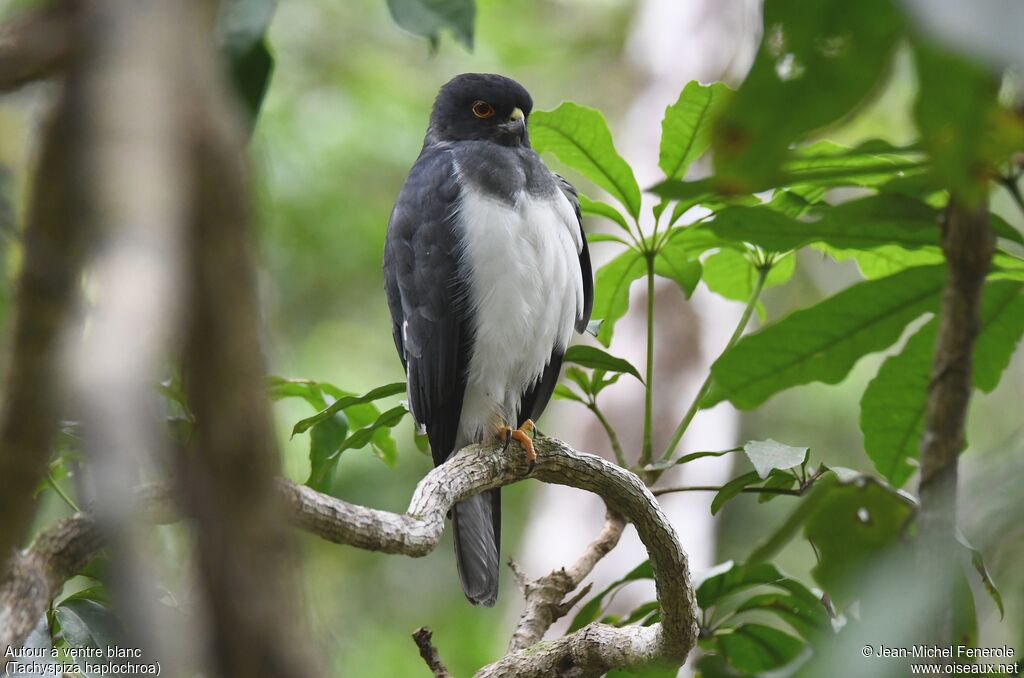 White-bellied Goshawk