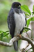 White-bellied Goshawk