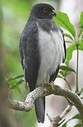 White-bellied Goshawk