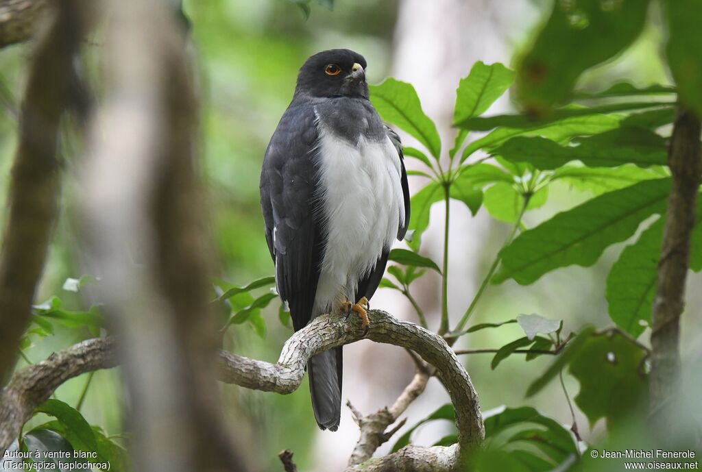 White-bellied Goshawk