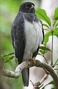 White-bellied Goshawk