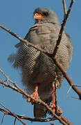 Pale Chanting Goshawk