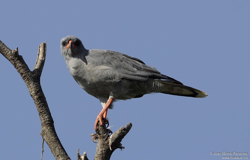 Dark Chanting Goshawk