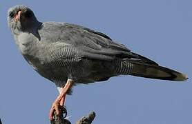 Dark Chanting Goshawk