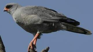 Dark Chanting Goshawk