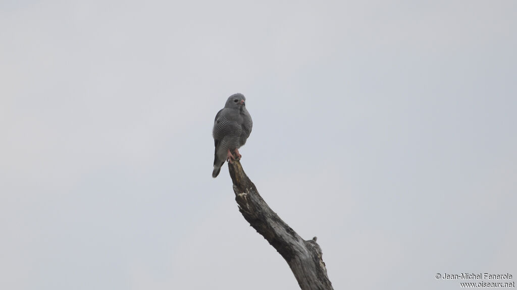 Lizard Buzzard