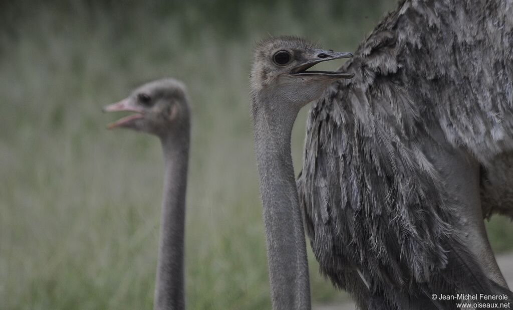 Common Ostrich