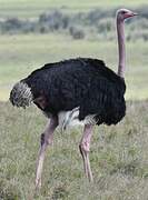 Common Ostrich