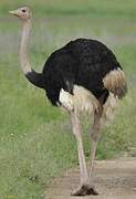 Common Ostrich