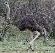 Common Ostrich