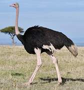 Common Ostrich