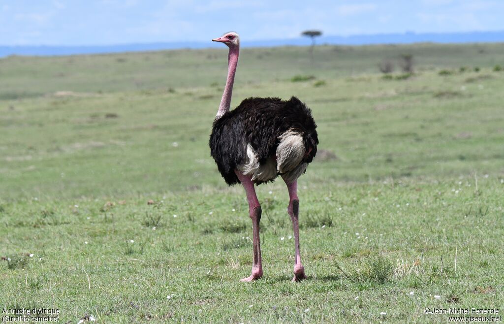 Common Ostrich