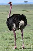 Common Ostrich