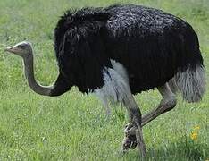 Common Ostrich