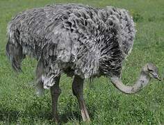 Common Ostrich