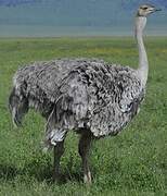 Common Ostrich