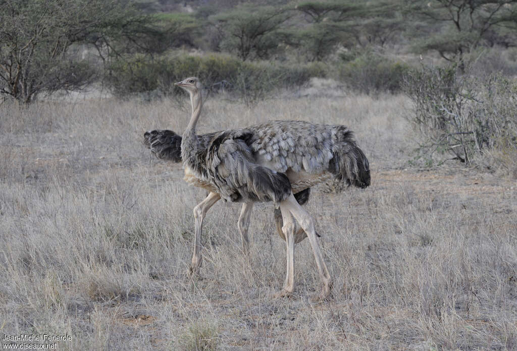 Autruche de Somalie femelle, adulte, identification