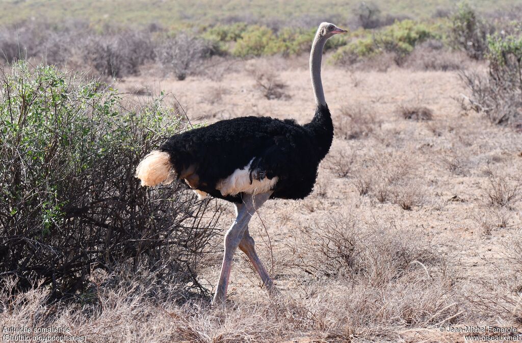 Autruche de Somalie