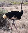 Autruche de Somalie