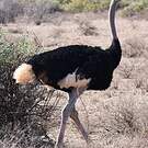 Autruche de Somalie