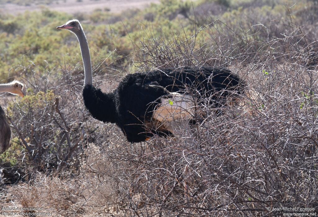 Autruche de Somalie