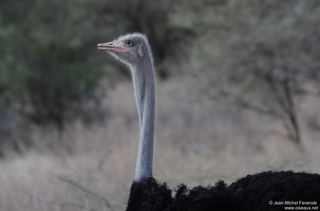 Somali Ostrich male adult