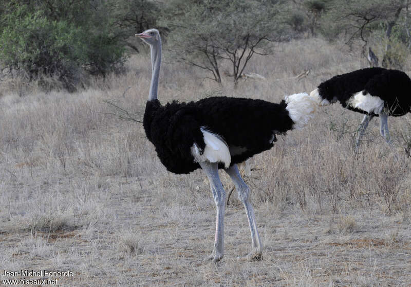 Somali Ostrich male adult breeding, identification