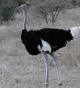 Somali Ostrich