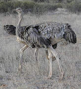 Somali Ostrich