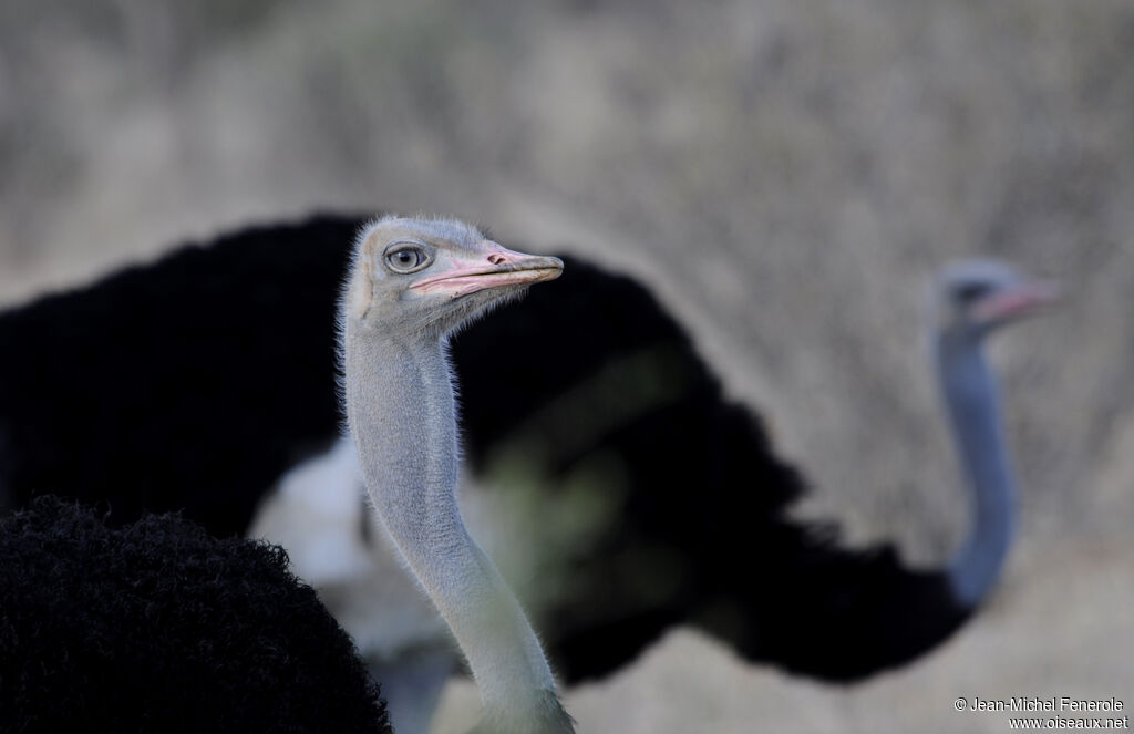 Somali Ostrich male adult