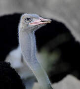 Somali Ostrich