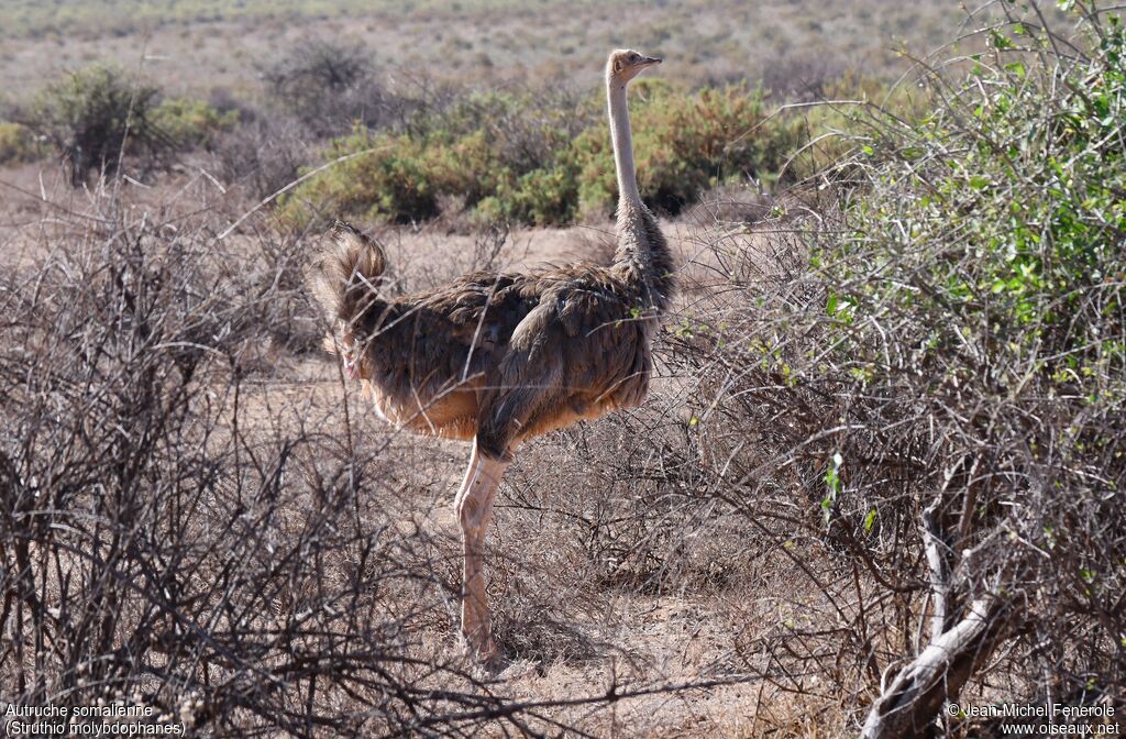 Somali Ostrich