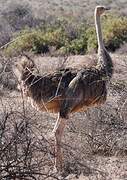 Somali Ostrich