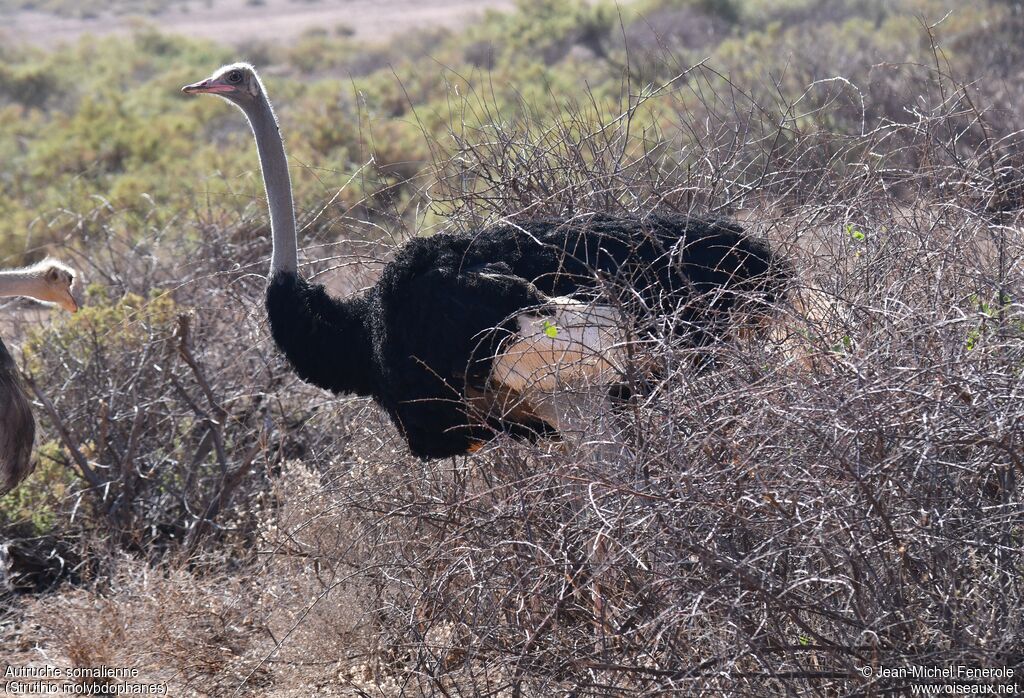 Somali Ostrich