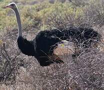 Somali Ostrich