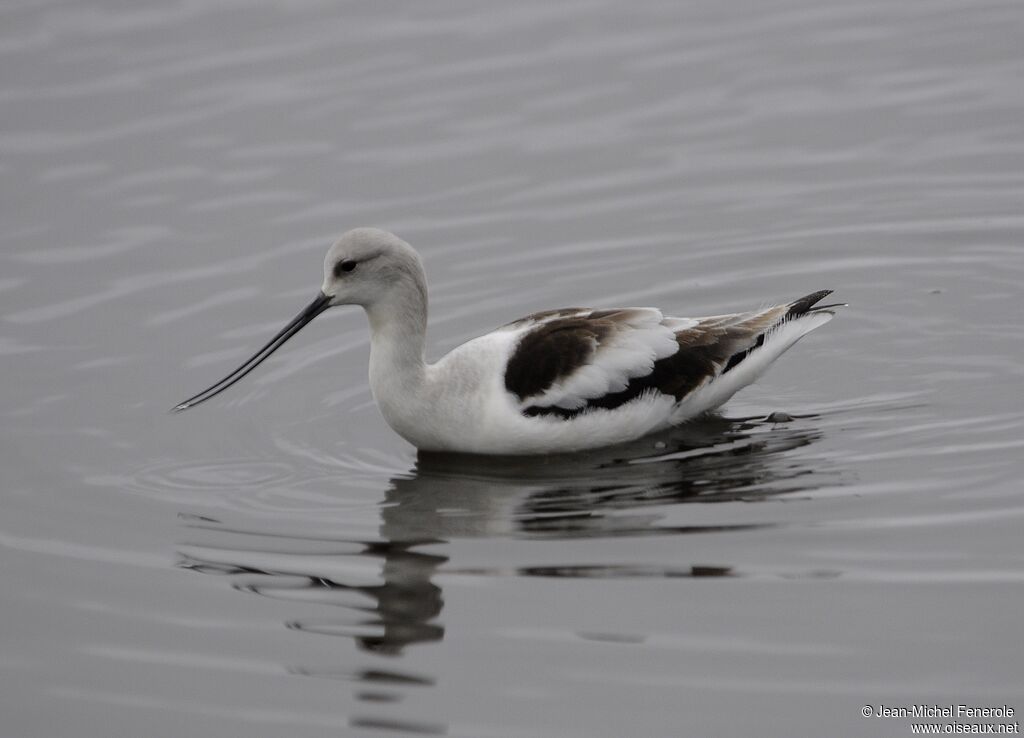 American Avocet