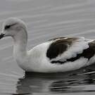 Avocette d'Amérique