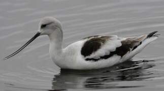 American Avocet