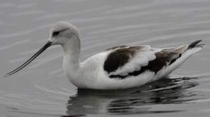 Avocette d'Amérique