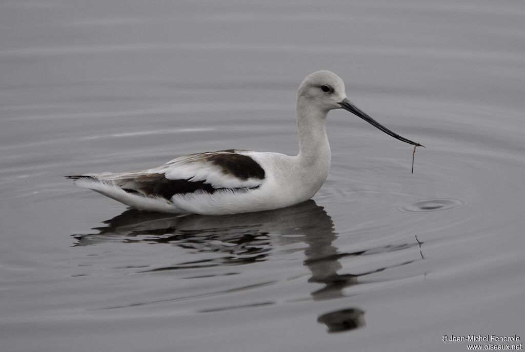 Avocette d'Amérique