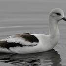Avocette d'Amérique