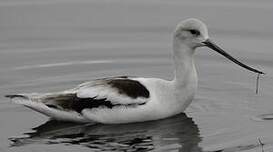 Avocette d'Amérique