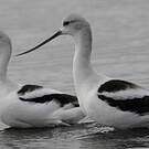Avocette d'Amérique