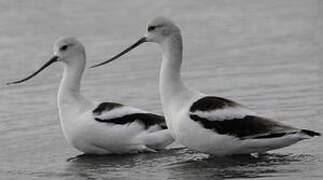 American Avocet