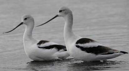 Avocette d'Amérique