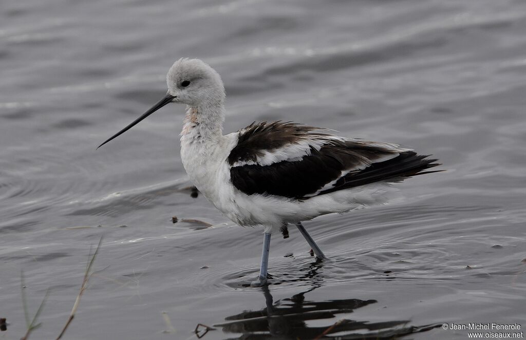 Avocette d'Amérique